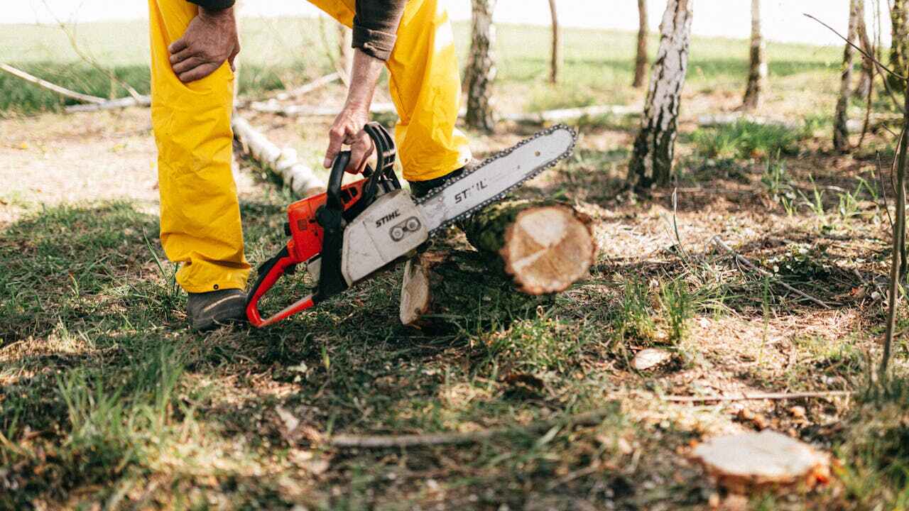 Best Tree Pruning Services  in USA